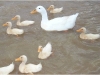Ducks9.jpg